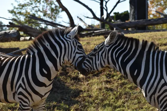 ΚρέιζυΦοξ Καζίνο Υποστηριξη